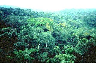 Rainforest Biomes