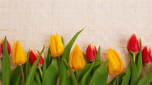 Tulips wallpapers