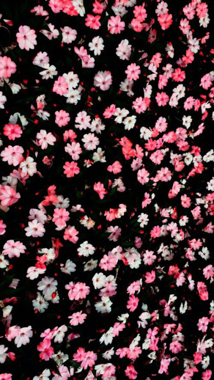 tumblr floral wallpaper #11