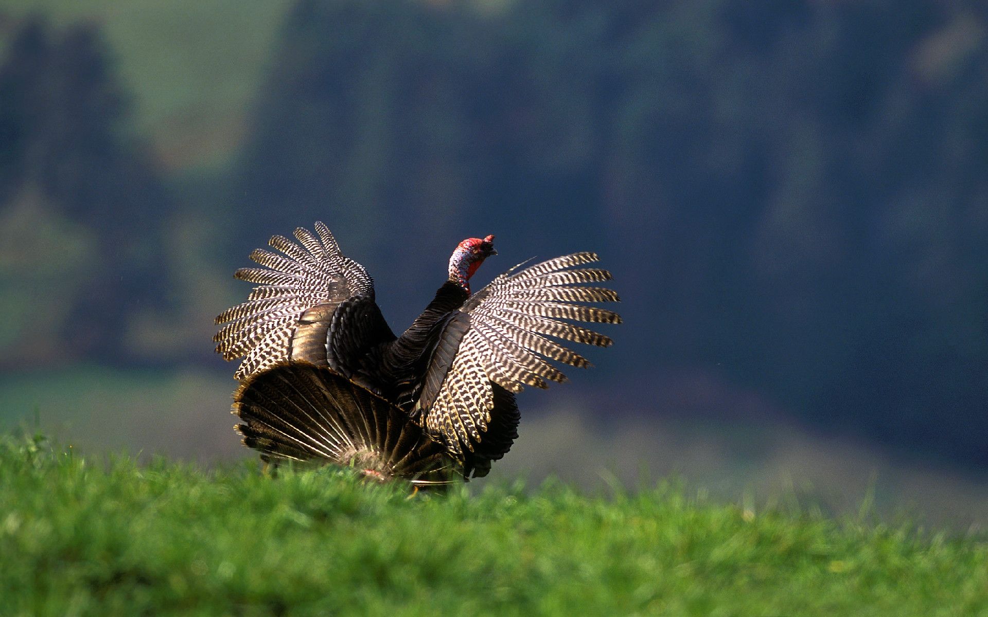 Free Turkey Wallpapers - Wallpaper Cave