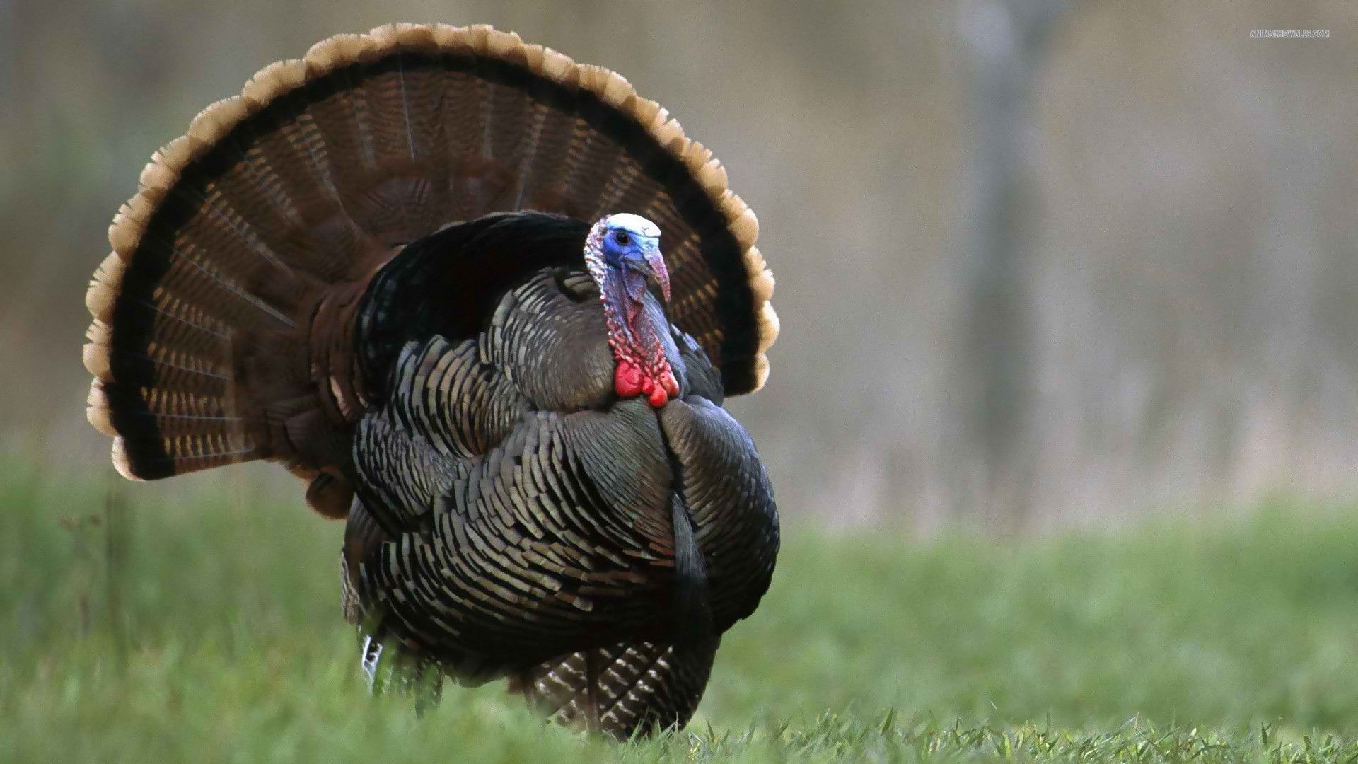 Free Turkey Wallpapers - Wallpaper Cave