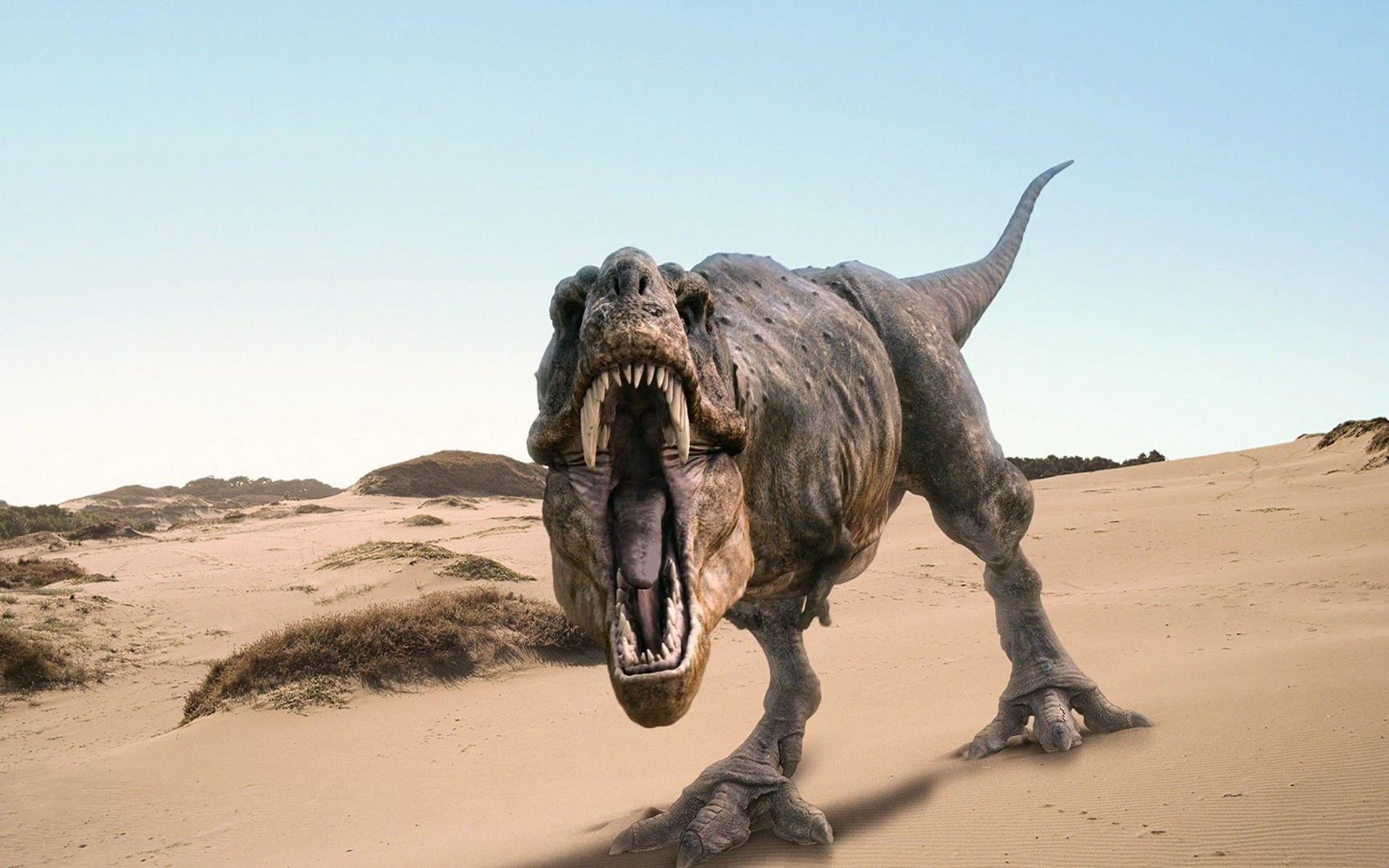 Tyrannosaurus rex wallpaper