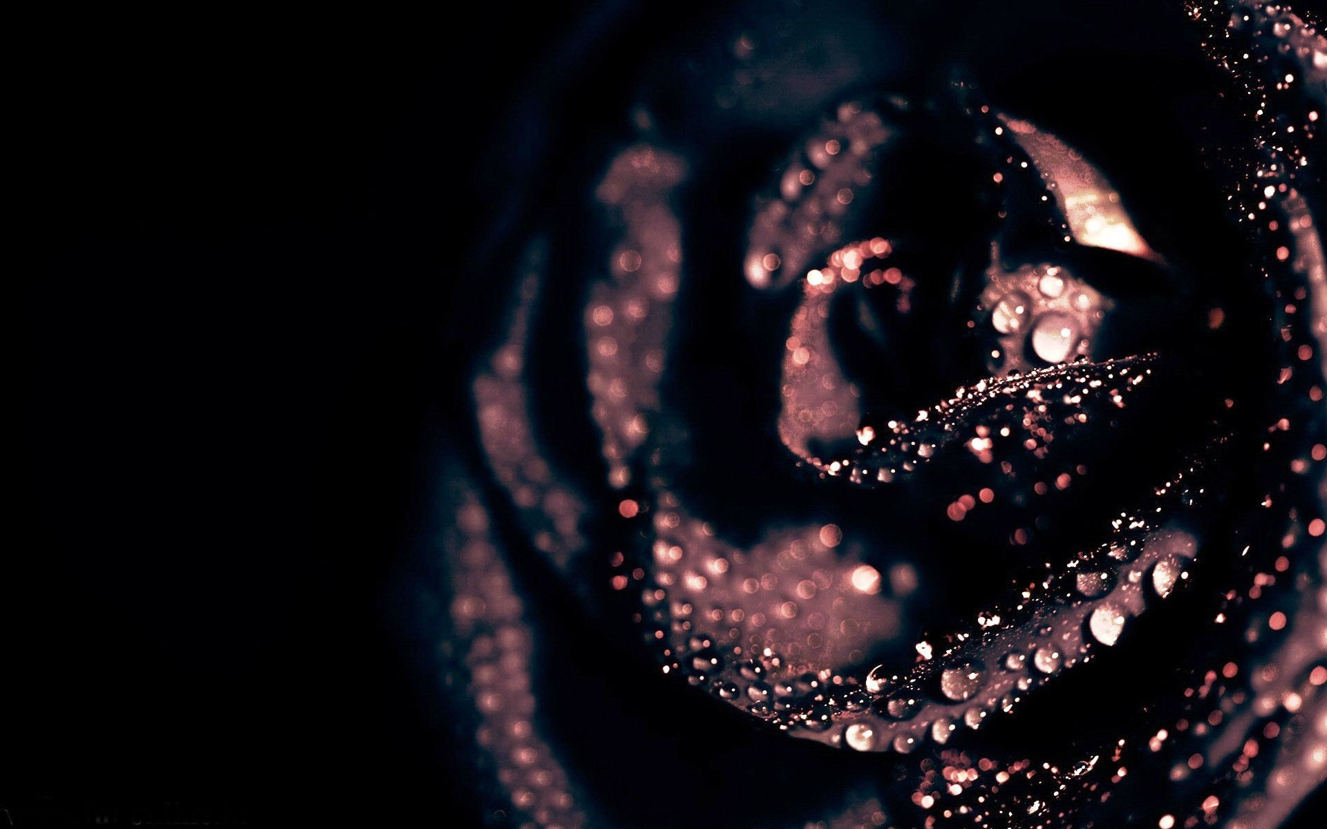 Wallpapers of black roses