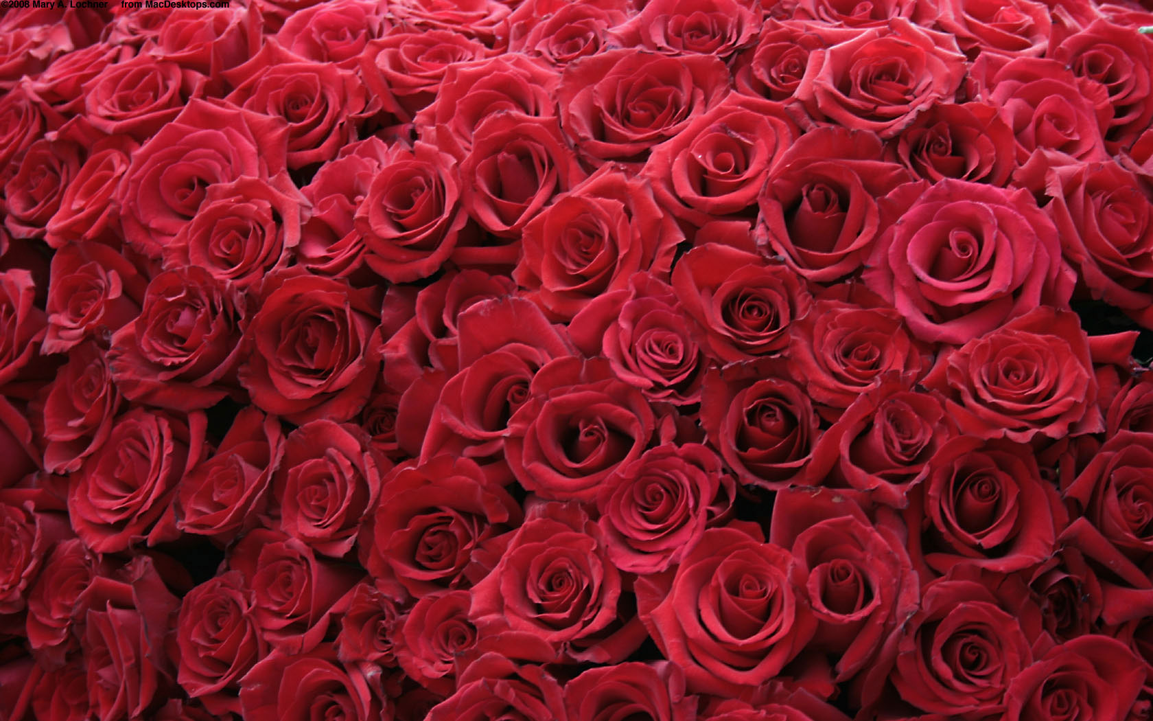 Wallpapers with roses