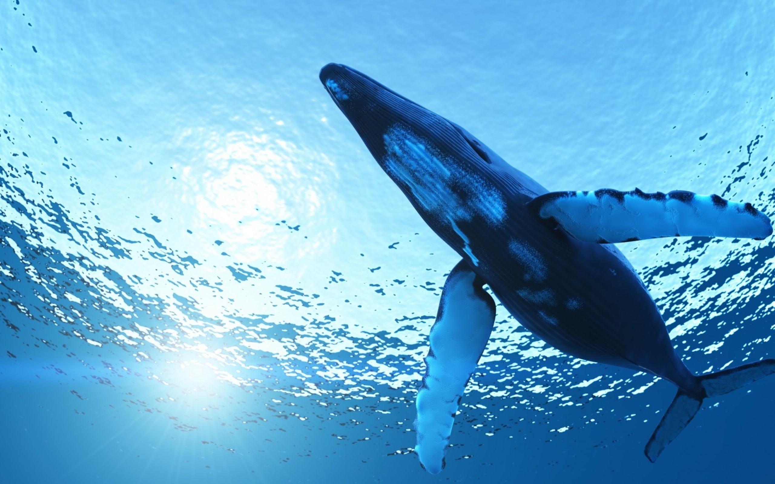 Whale desktop wallpaper