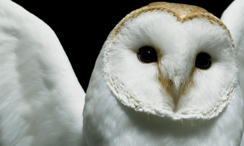 White owl wallpaper