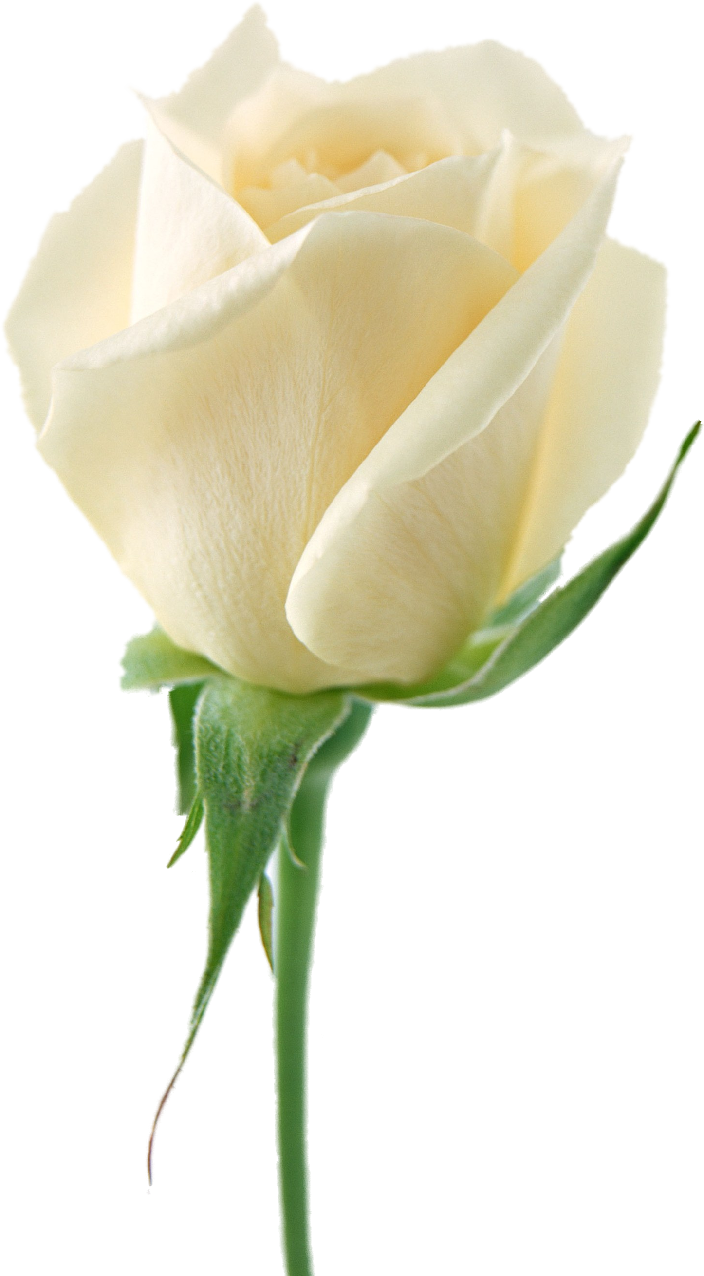 White rose images