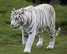white tiger images #1