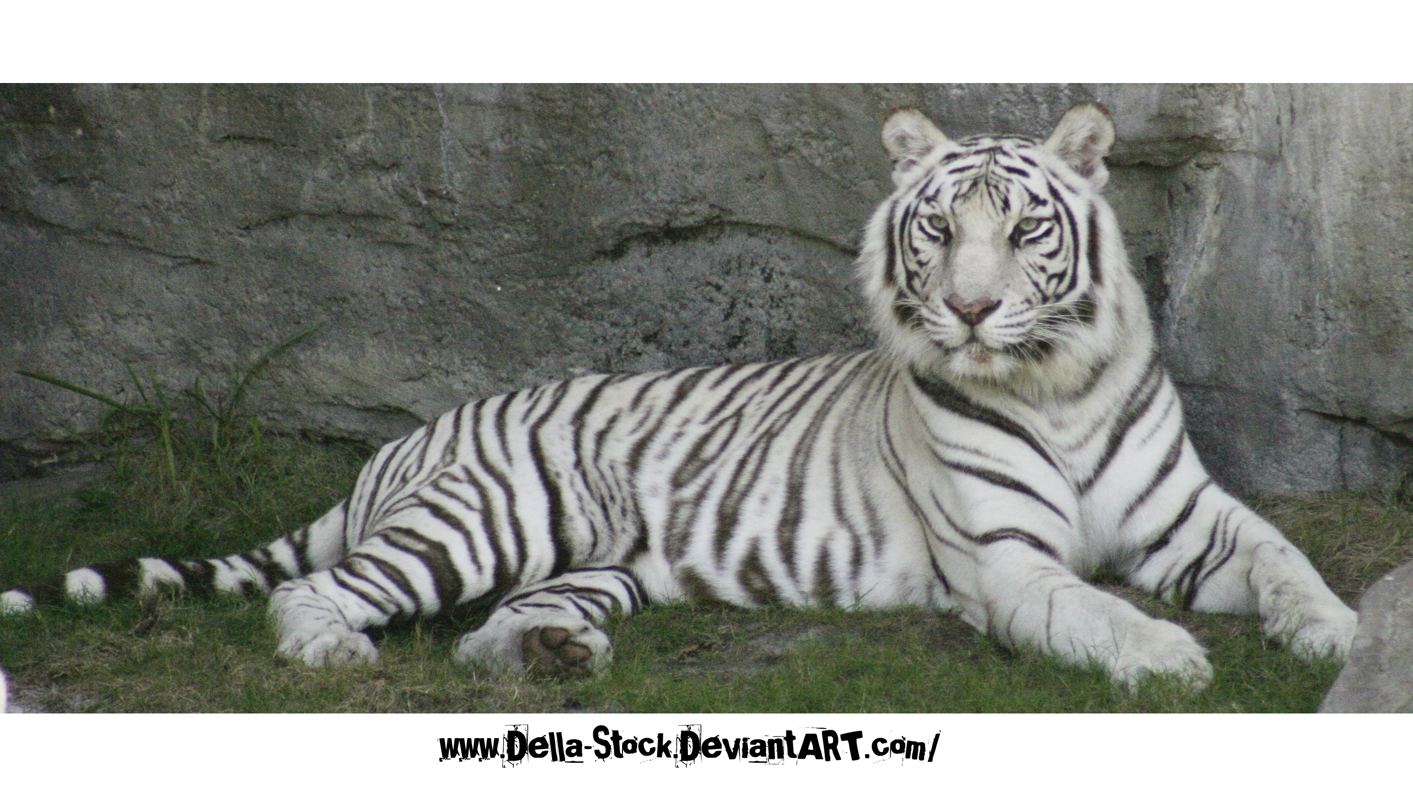 white tiger images #20