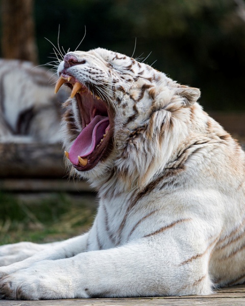 White tiger images