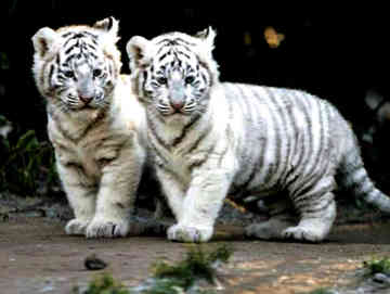 White tiger images