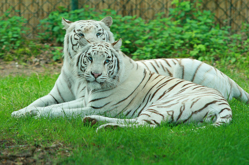 white tiger images #6