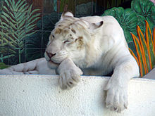white tiger images #14