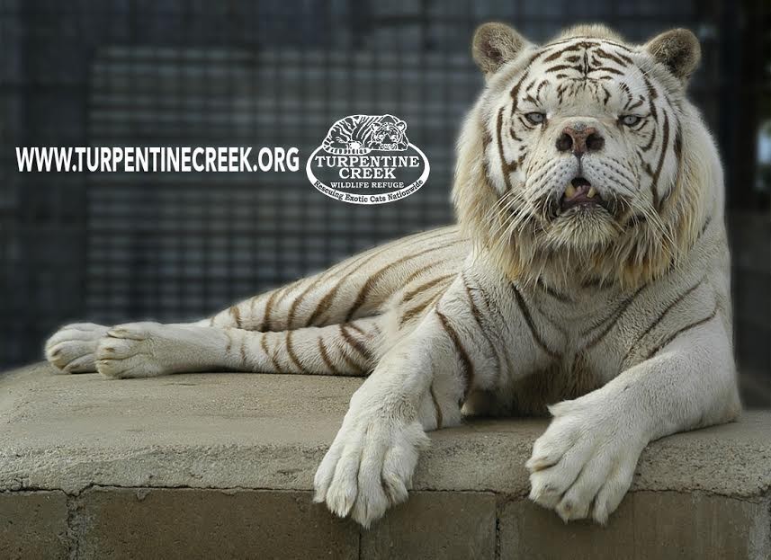 white tiger images #21