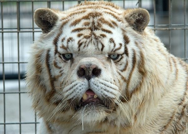 white tiger images #24