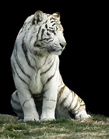 white tiger images #2