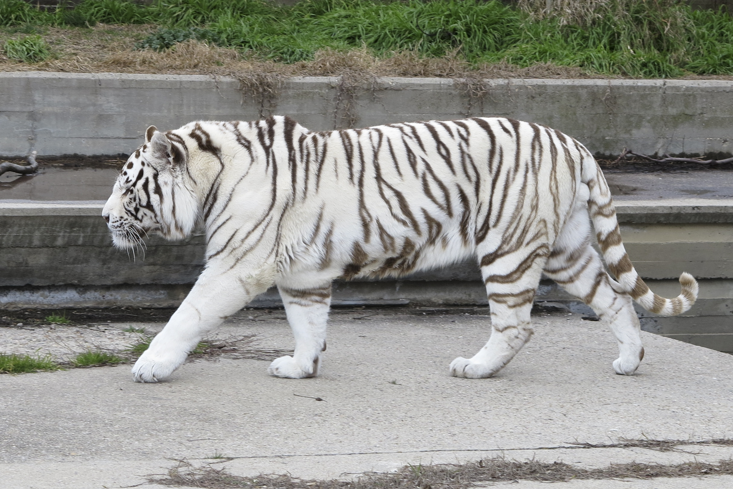 white tiger images #12