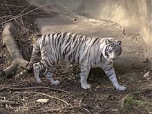 white tiger images #3
