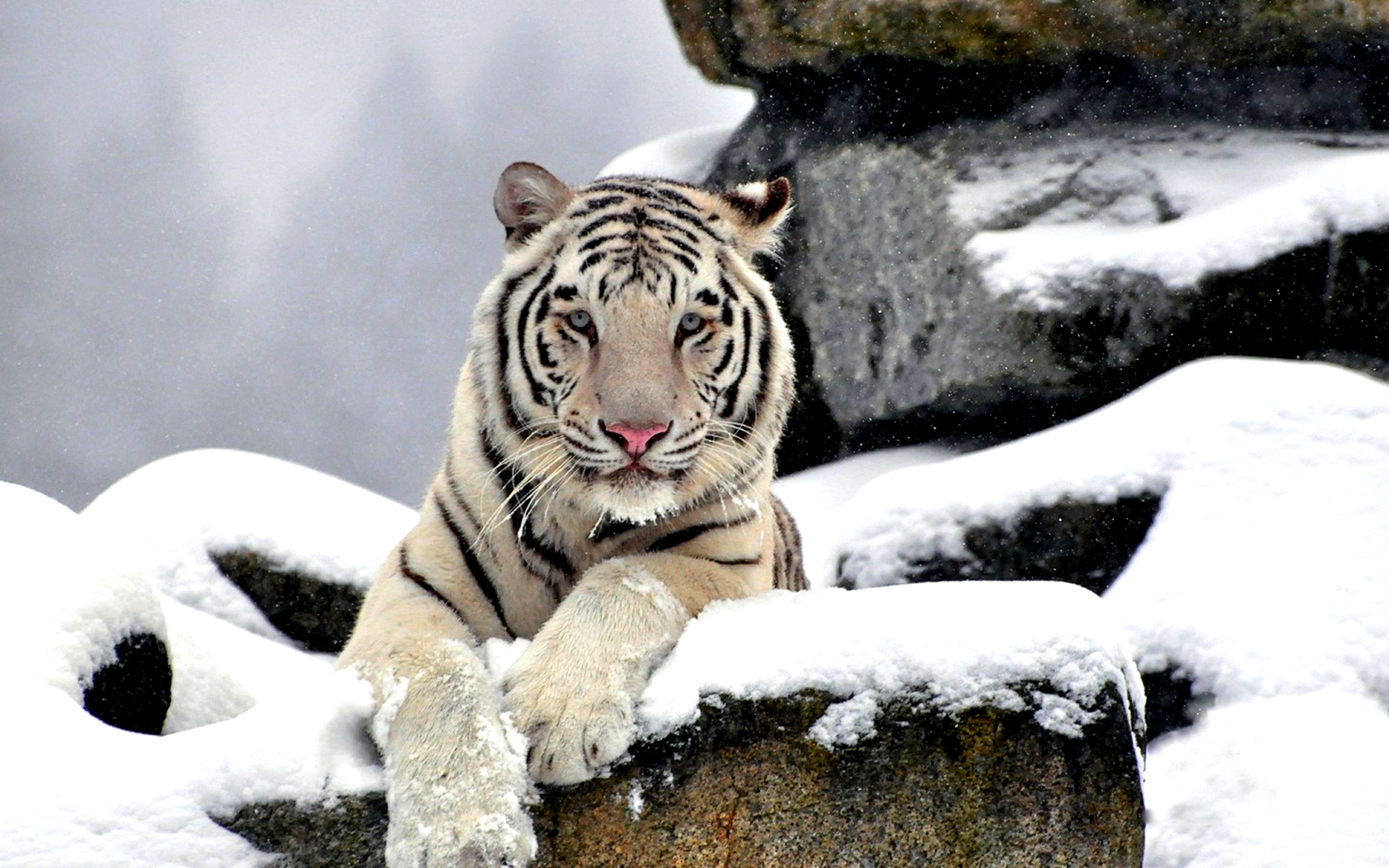 white tiger images #18