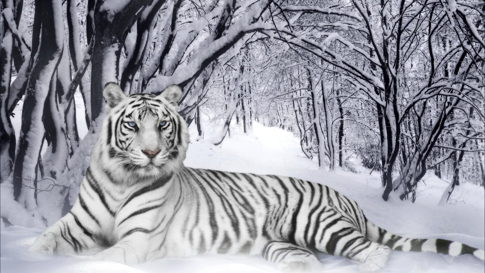 white tiger wallpaper #3