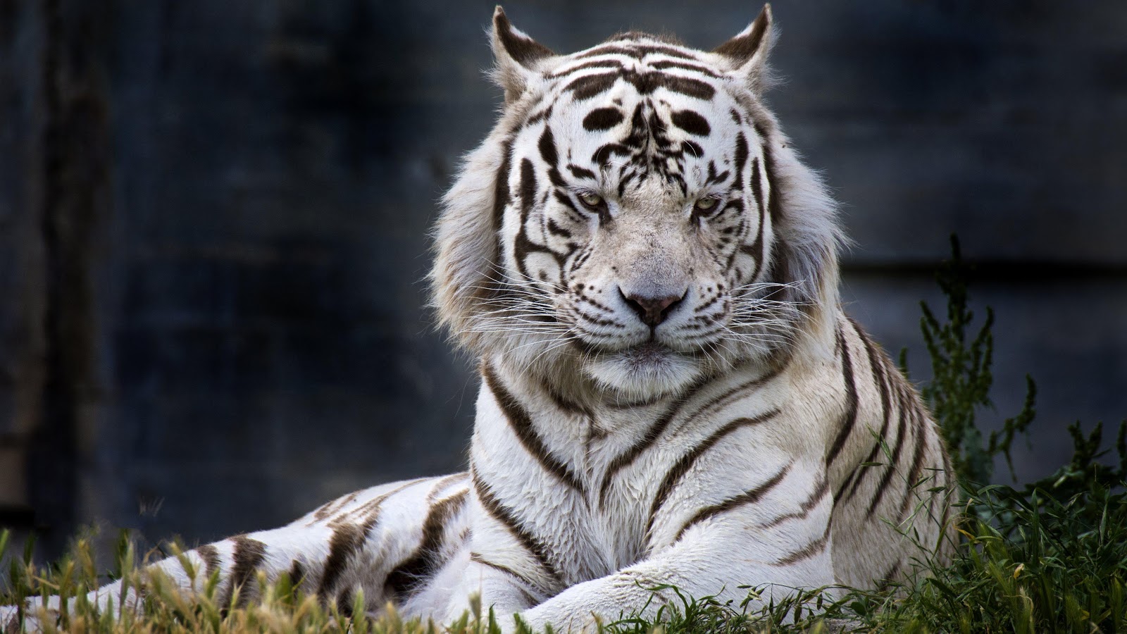 white tiger wallpaper #14