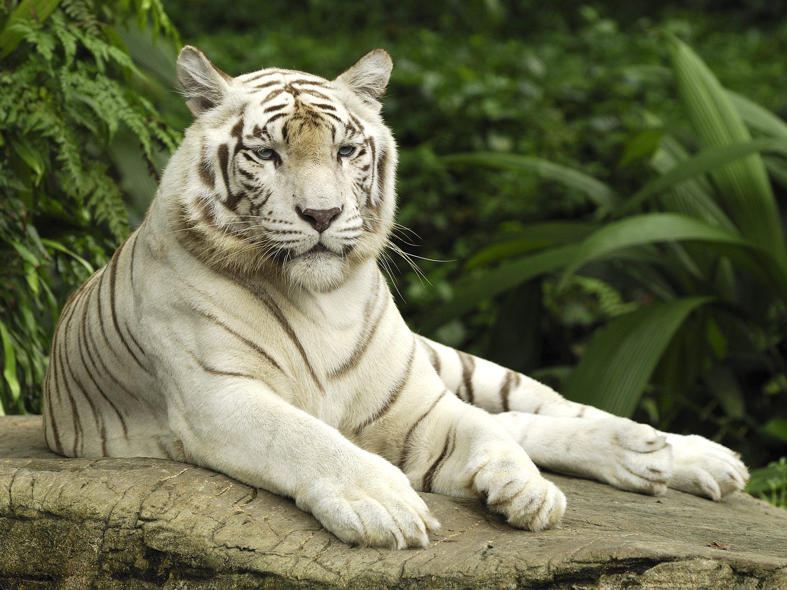 Download 21 4k-tiger-wallpapers Wild-Tigers-Wallpapers-4K-Ultra-HD-for-Android-APK-Download.jpg