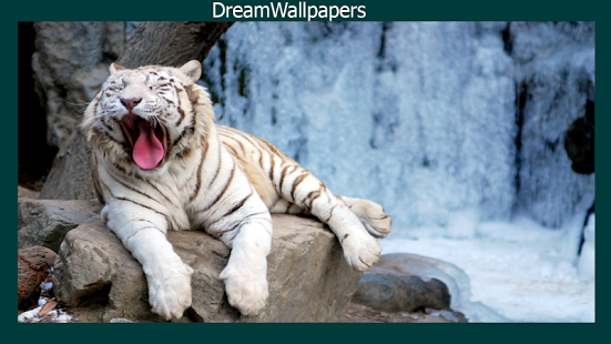 white tiger wallpaper #17