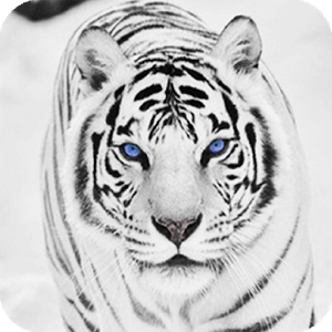 white tiger wallpaper #16