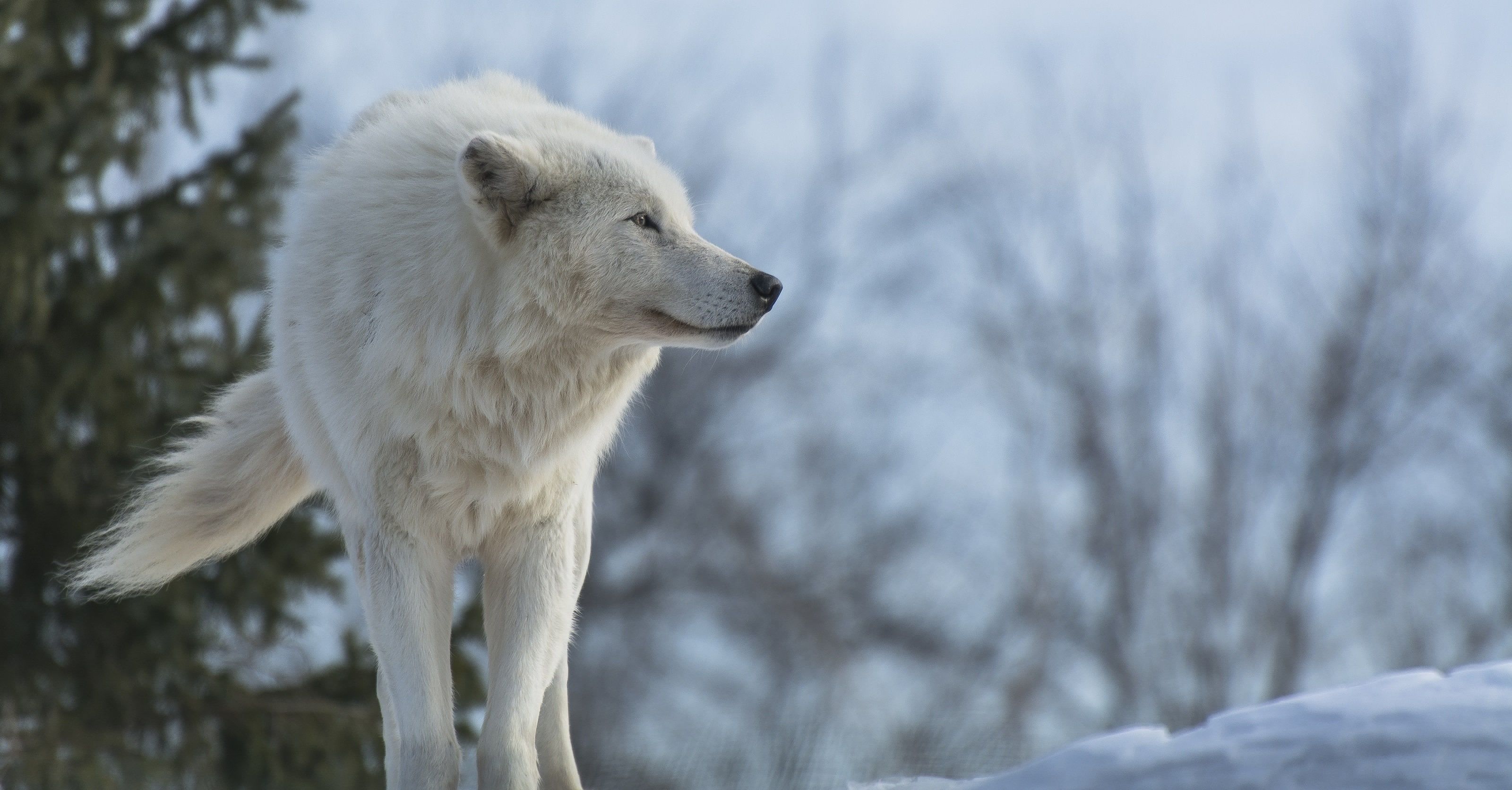 White wolves wallpaper