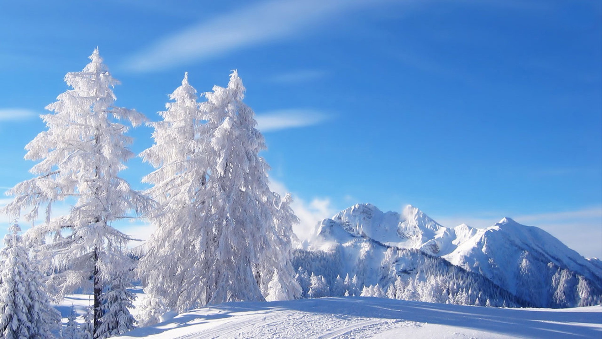 Winter Snow Trees HD Desktop Wallpaper for K Ultra HD TV 