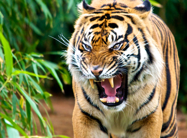 wild tiger wallpaper #20
