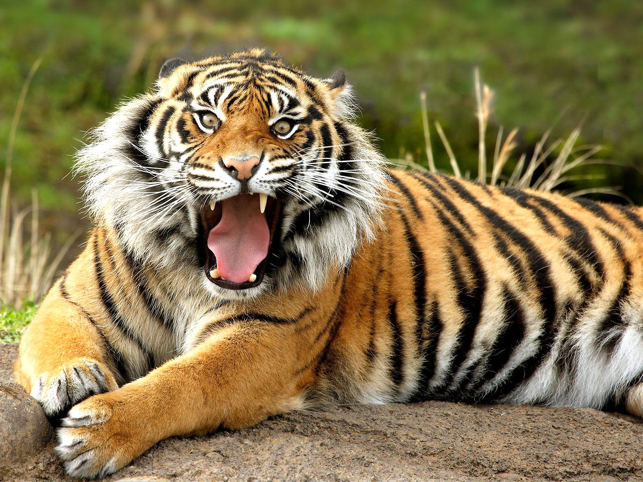 wild tiger wallpaper #17