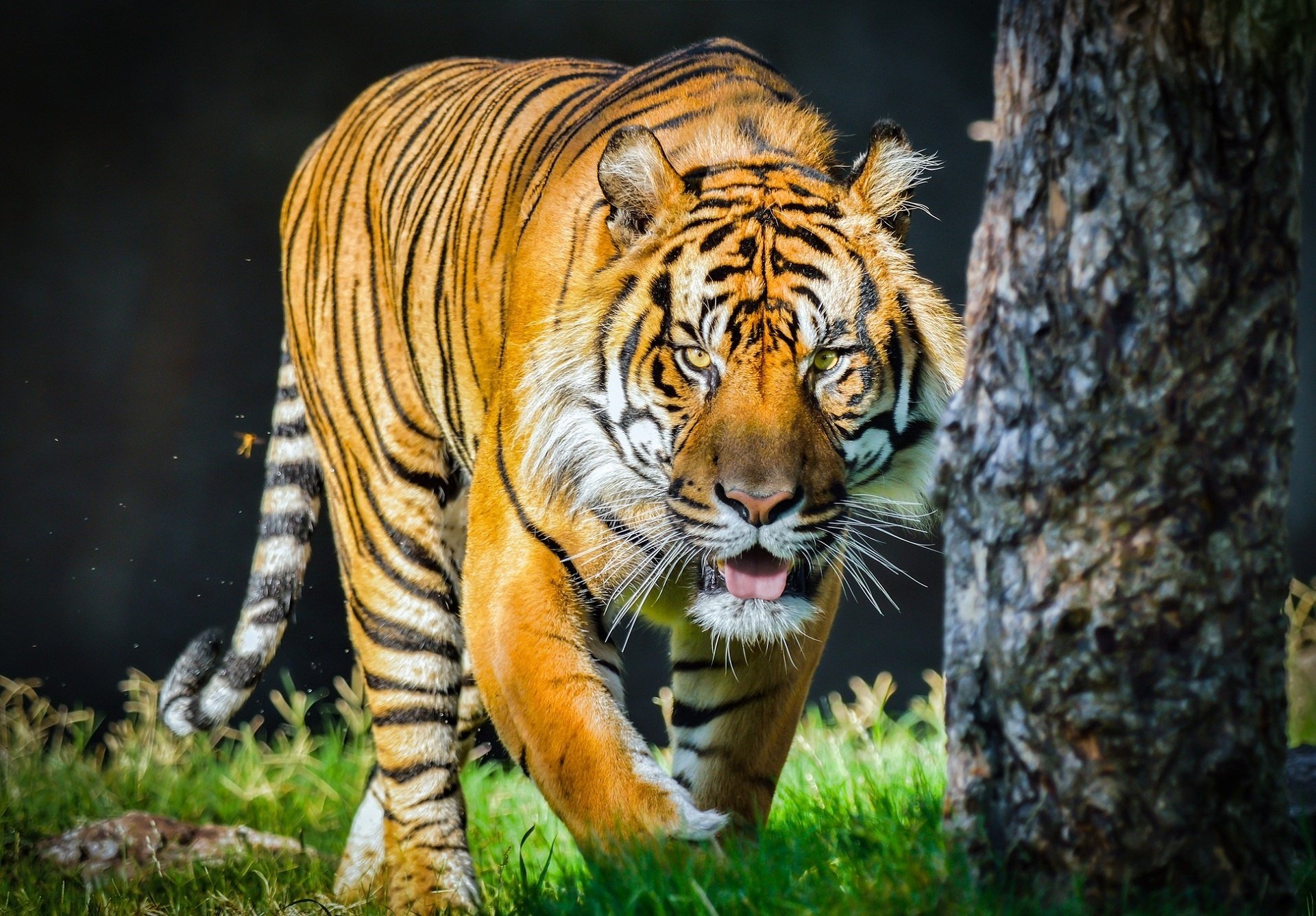 wild tiger wallpaper #4