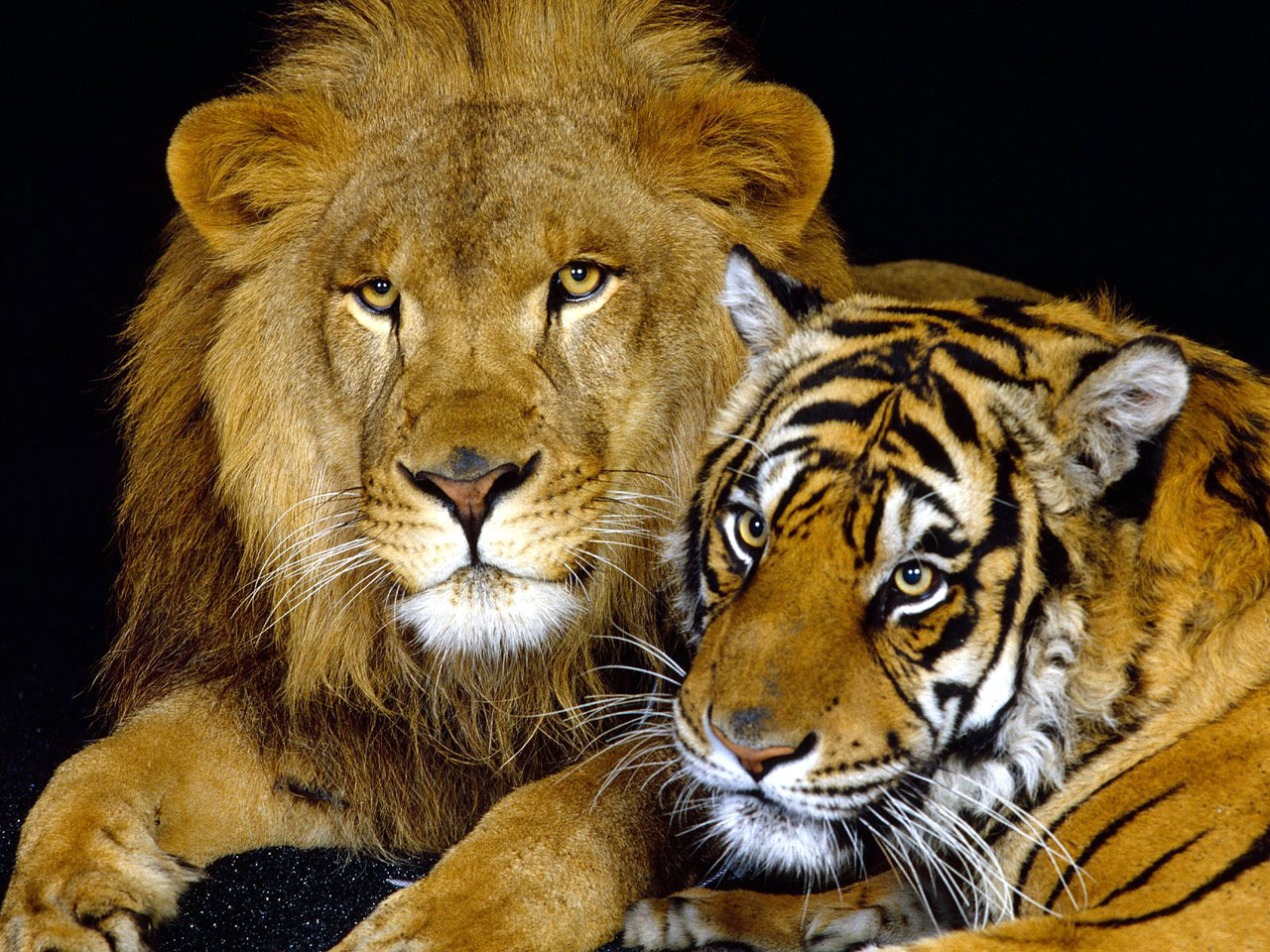 wild tiger wallpaper #24