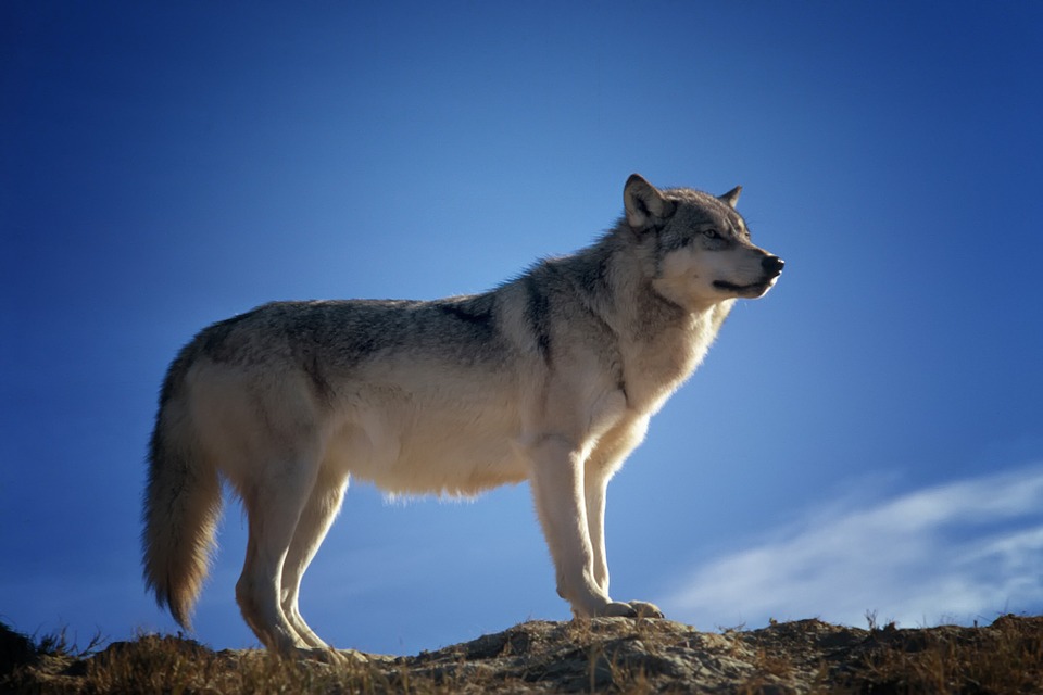 Wolf - Free images on Pixabay