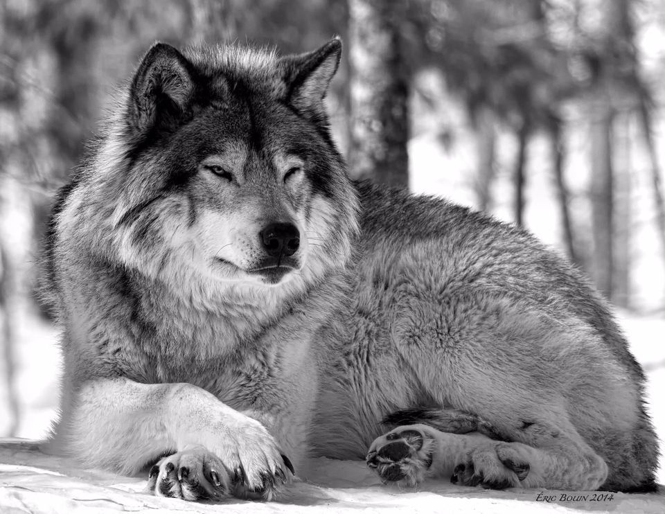 Wolves, Wolf Pictures, Wolf Facts - National Geographic