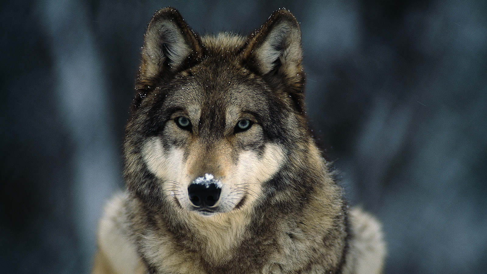 Gray Wolf - Pictures, Facts, and Map