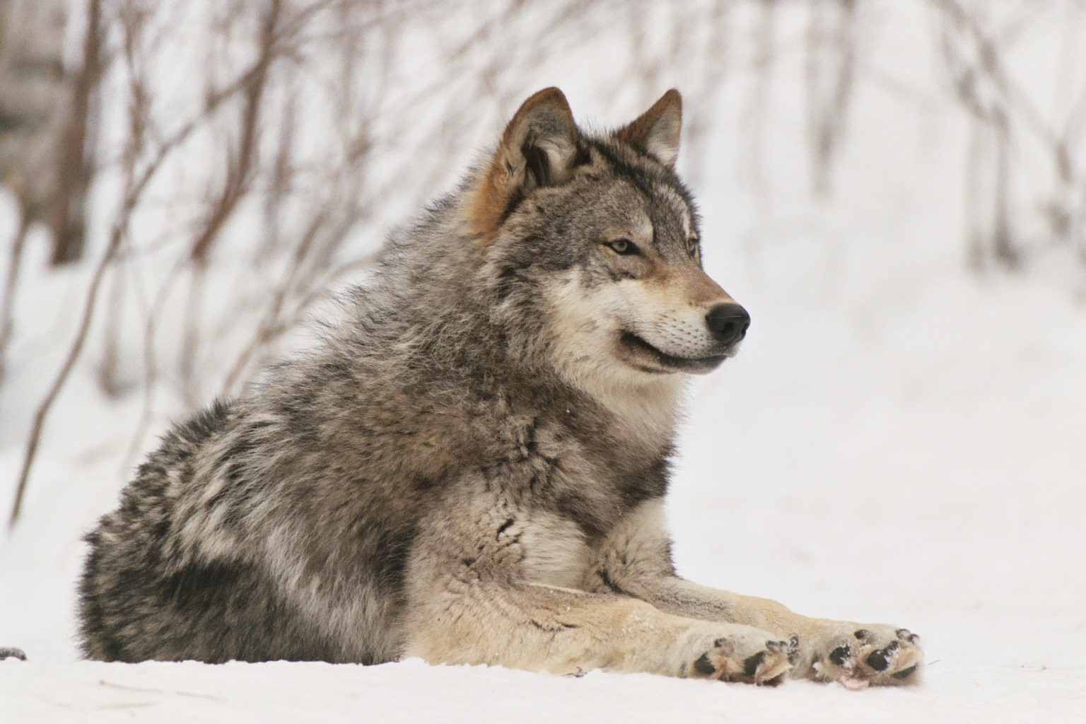 Fun Wolf Facts | International Wolf Center