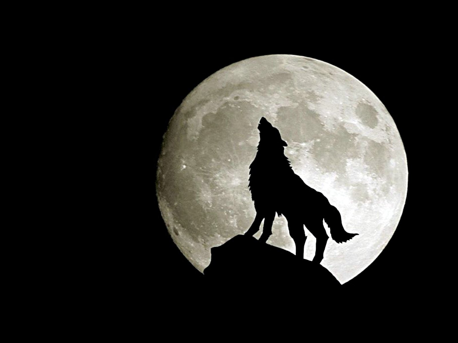 Lone wolf wallpapers