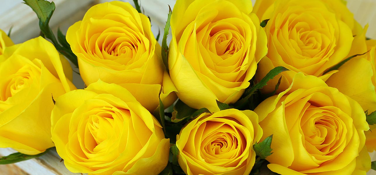 Yellow roses images