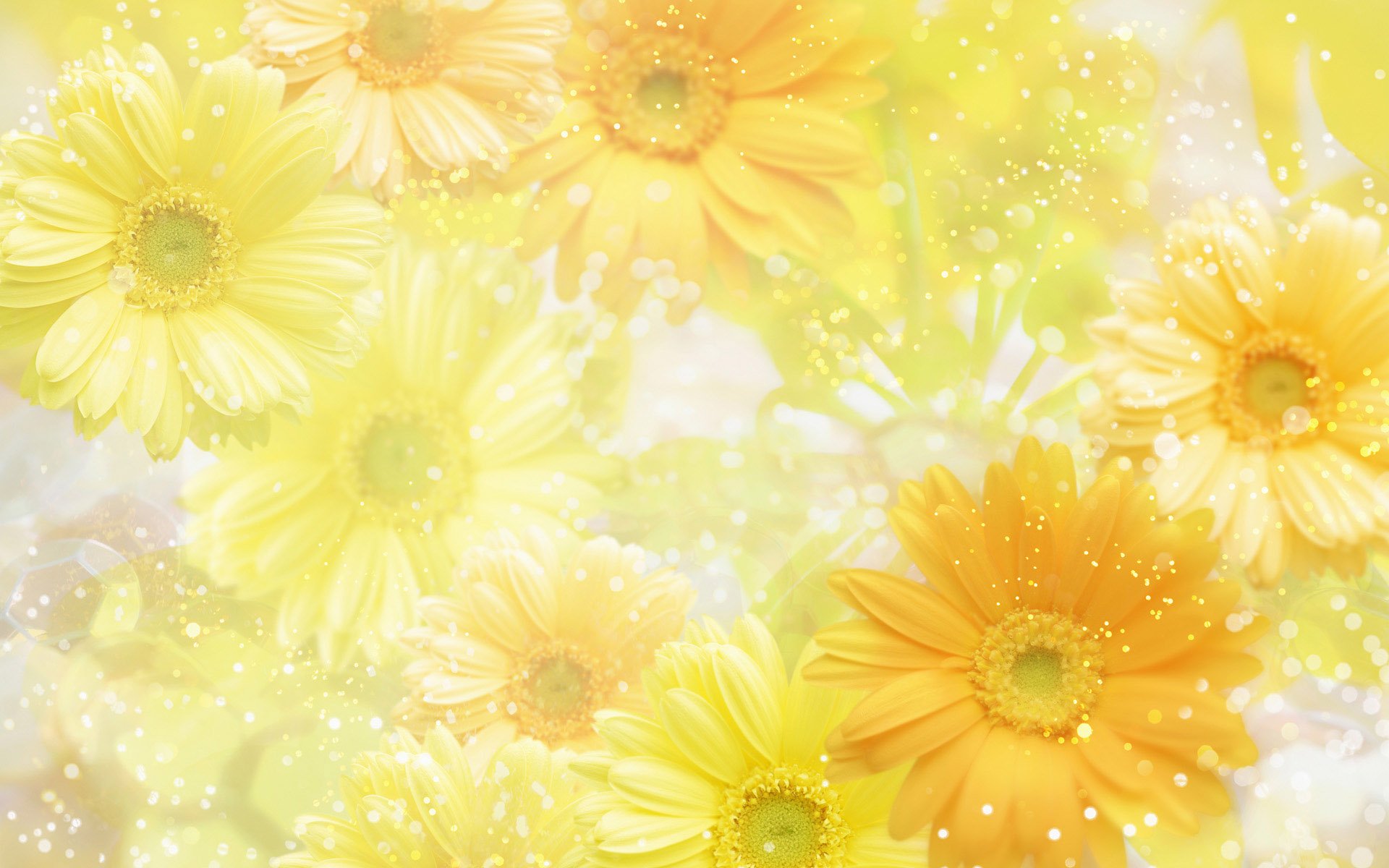Yellow Sunflower Wallpaper Sf Wallpaper