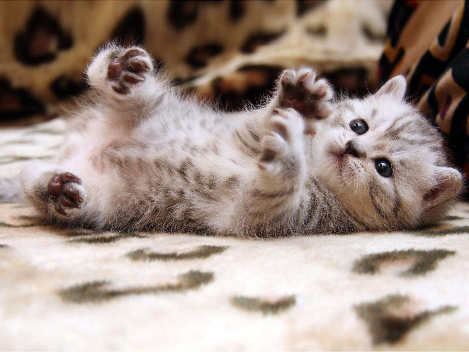 1000+ ideas about Cute Cat Wallpaper on Pinterest | Cat phone