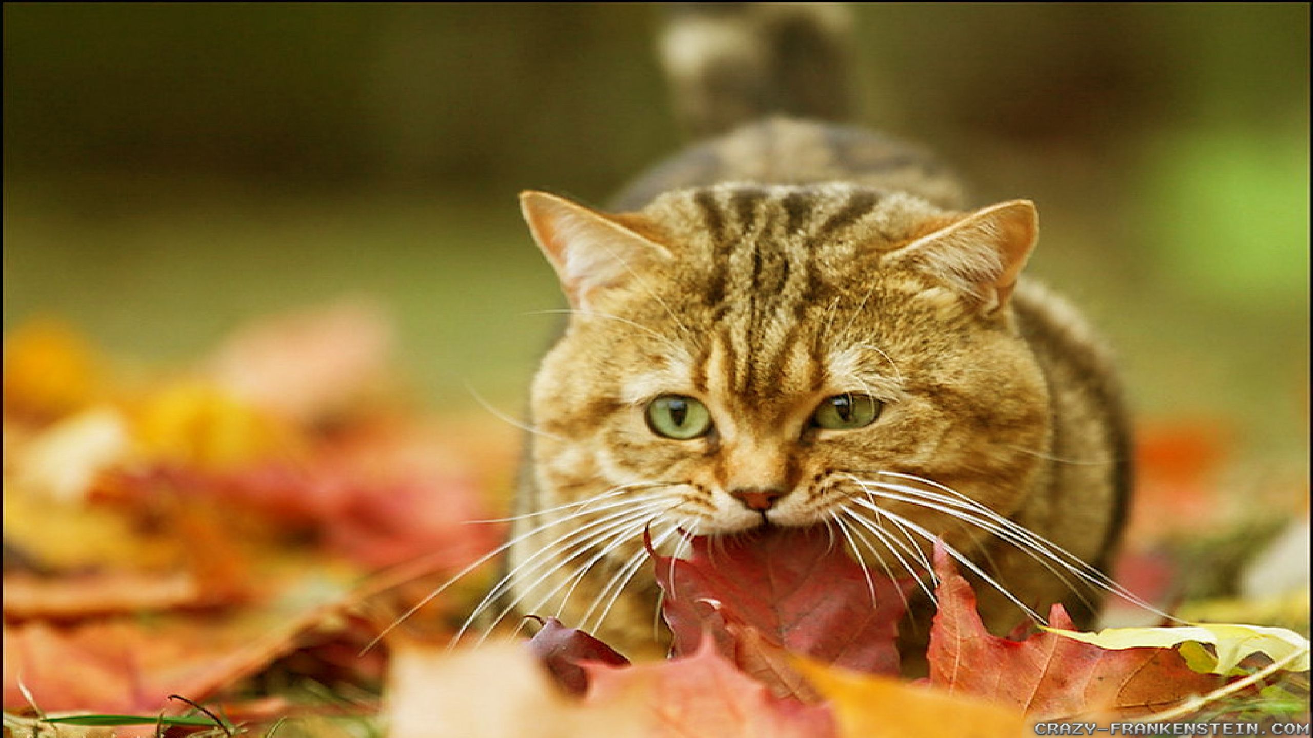 Collection of Autumn Cat Wallpaper on HDWallpapers