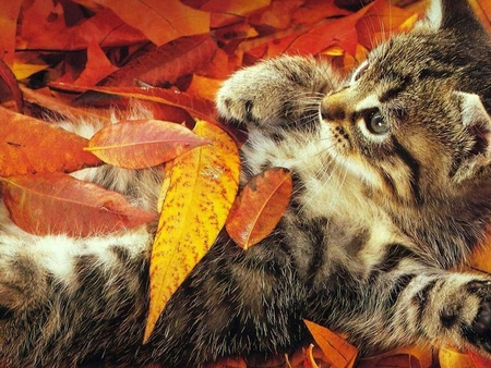 Autumn cat - Cats & Animals Background Wallpapers on Desktop Nexus