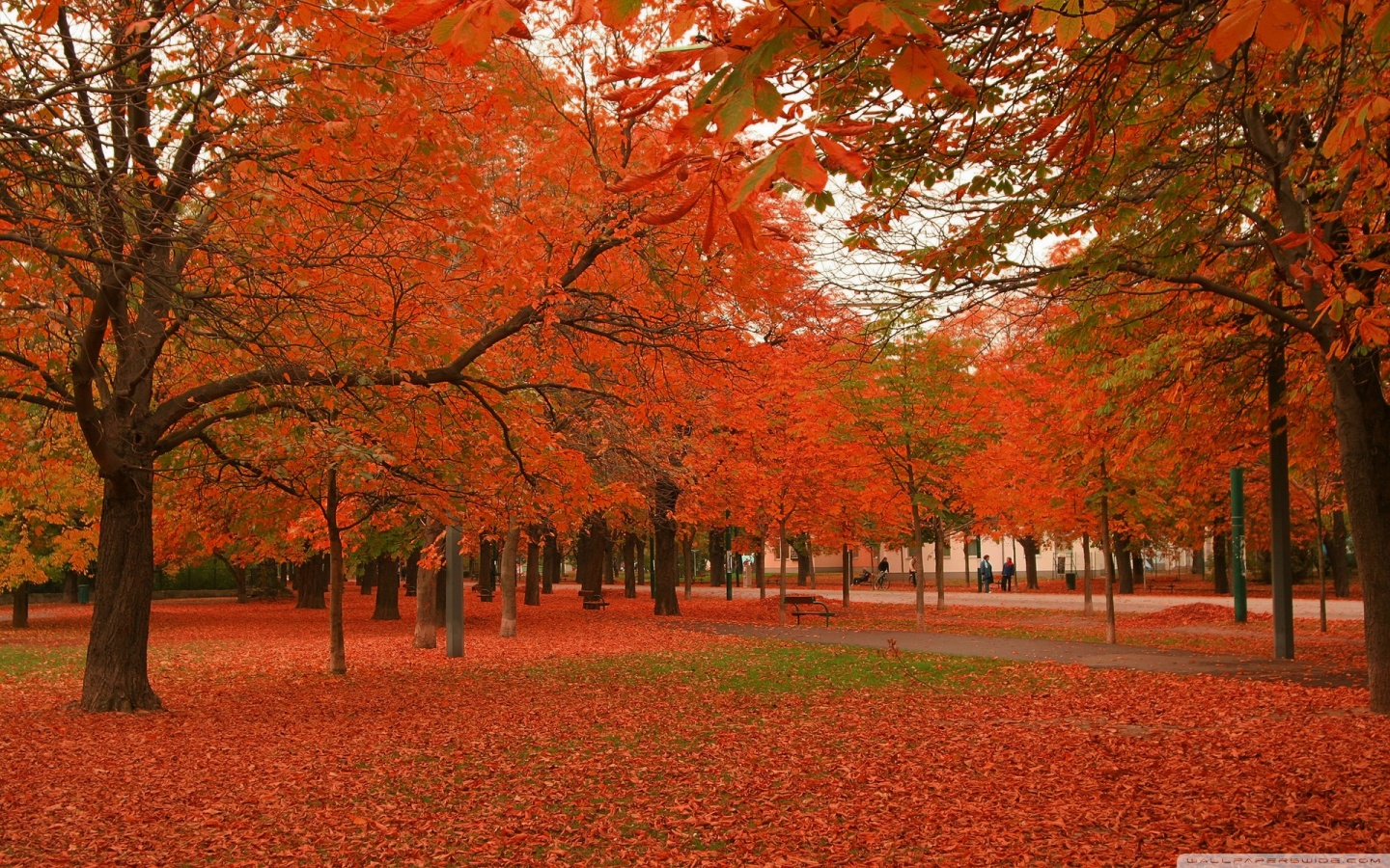 Autumn Colors 7 HD desktop wallpaper : Widescreen : High