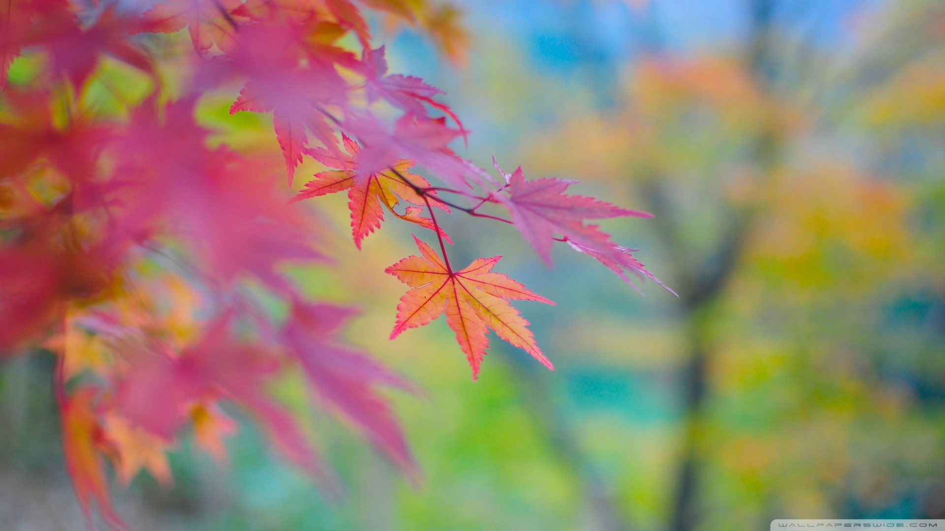 Autumn Colors In Japan HD desktop wallpaper : High Definition