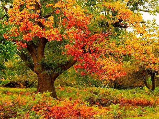 Beautiful Autumn Colors Wallpaper