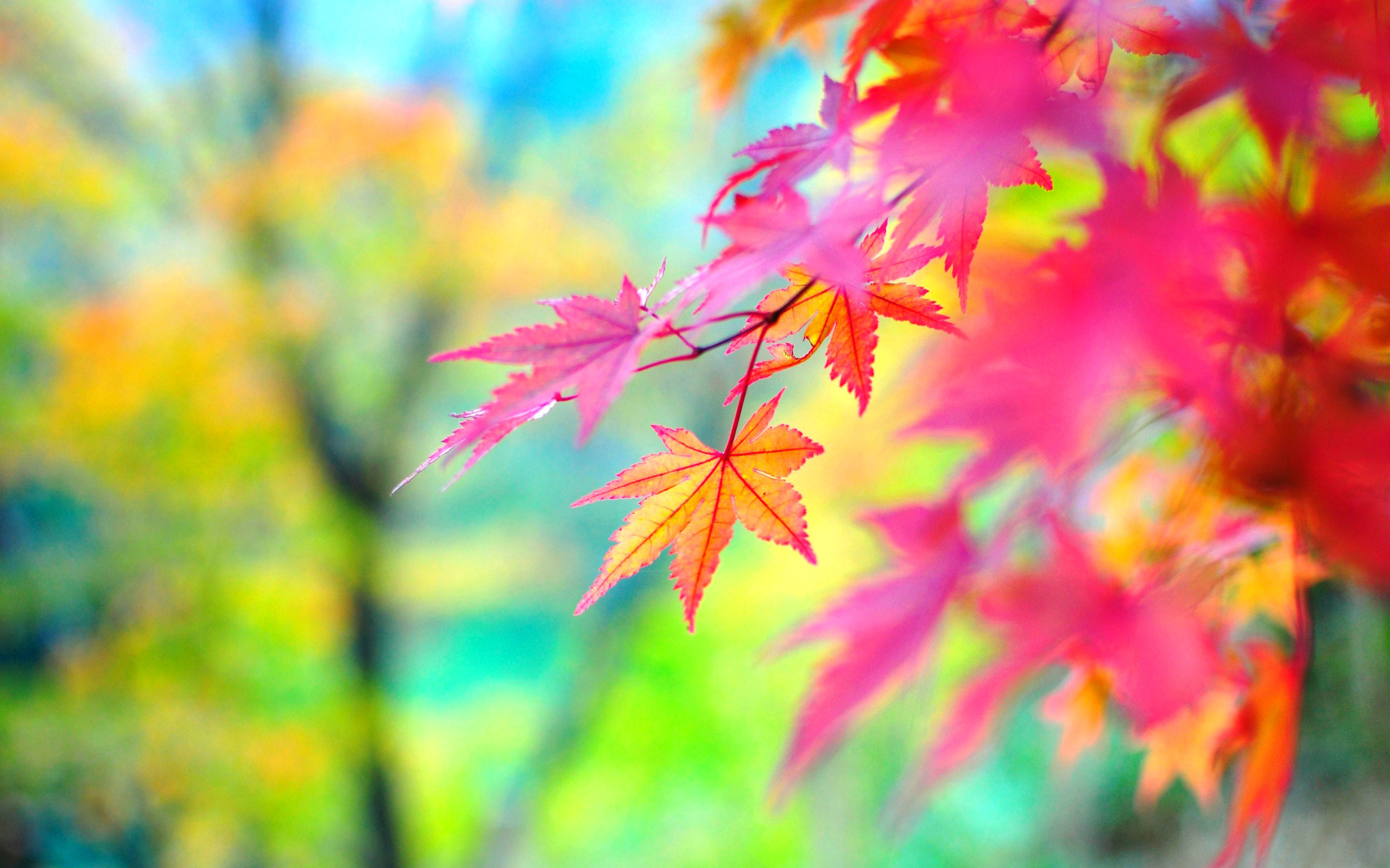 Colors of autumn Wallpapers | Pictures
