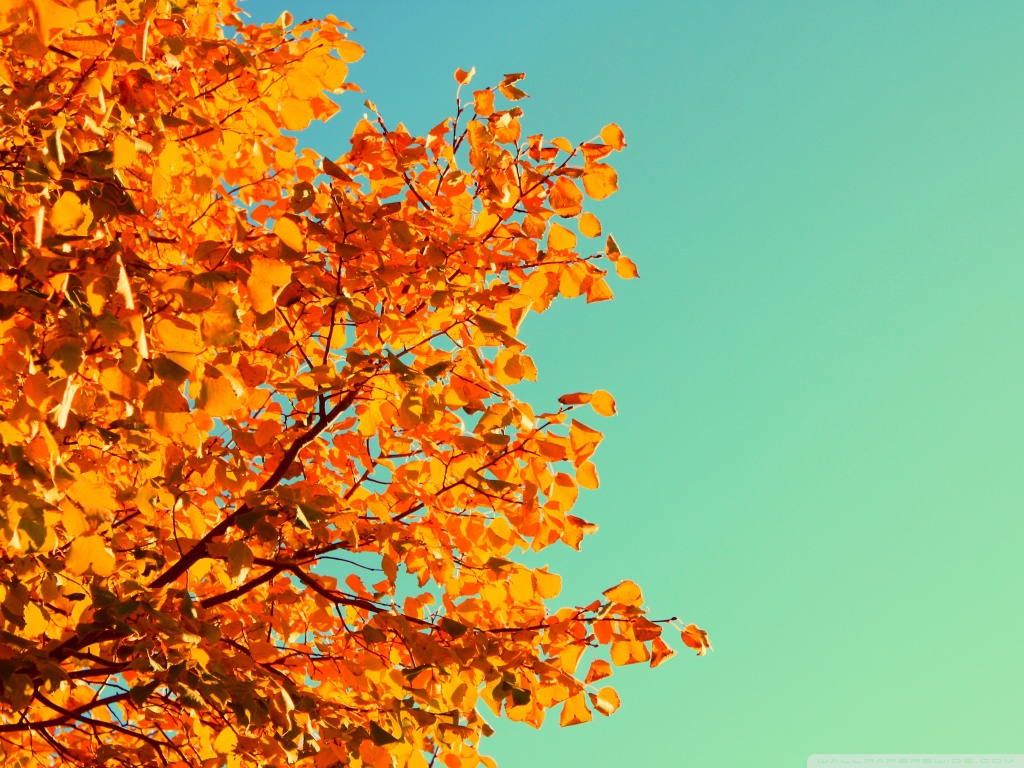 Autumn Colors HD desktop wallpaper : Widescreen : High Definition