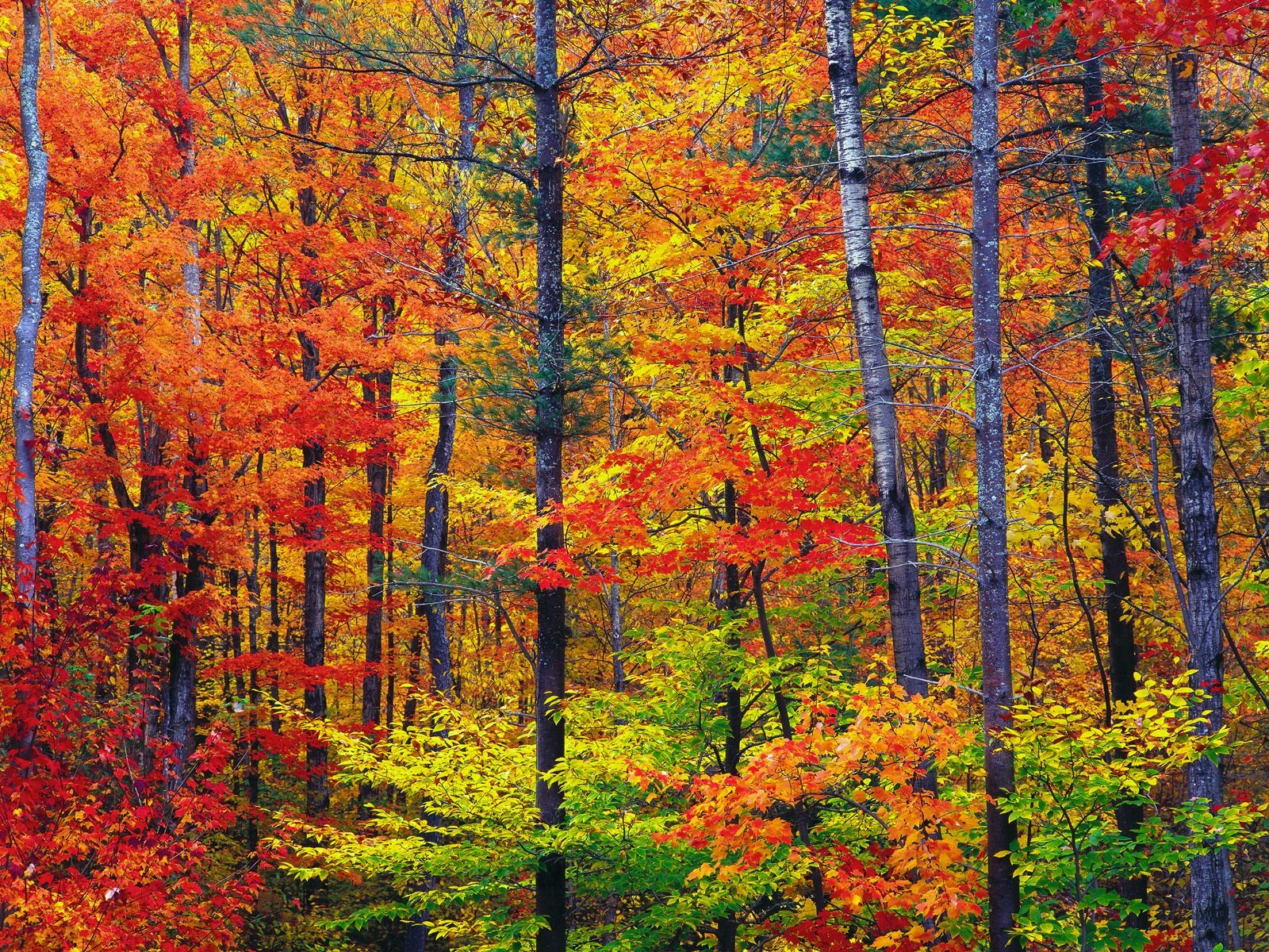autumn colors wallpaper